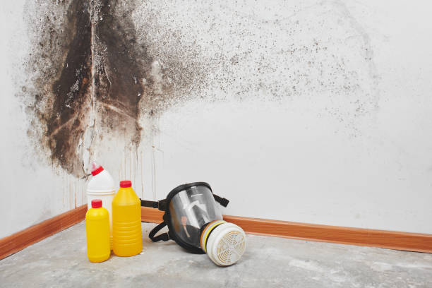 Best Local Mold Removal Service  in Ho Ho Kus, NJ