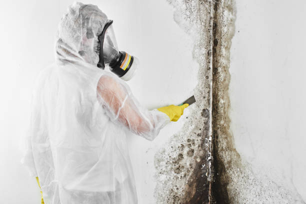 Best Mold Damage Repair  in Ho Ho Kus, NJ