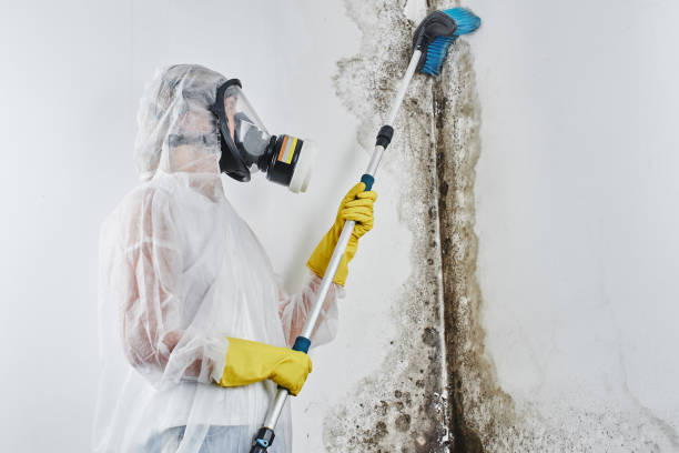 Trusted Ho Ho Kus, NJ Mold Removal Experts