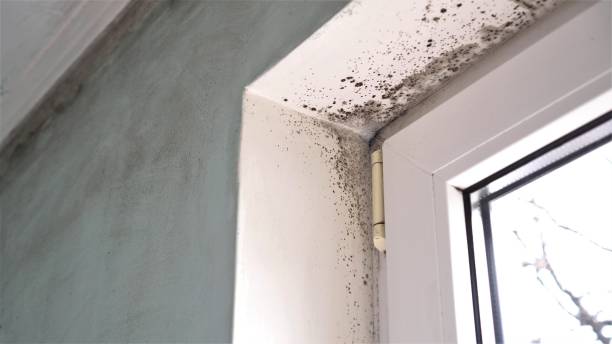 Best Attic Mold Removal  in Ho Ho Kus, NJ