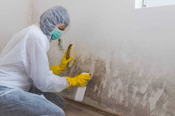 Best Mold Damage Repair  in Ho Ho Kus, NJ