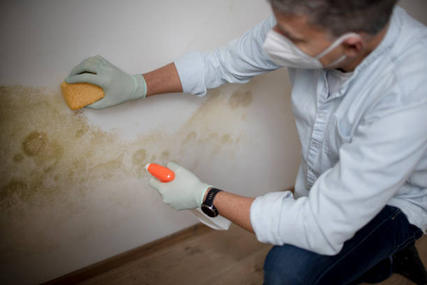 Best Attic Mold Removal  in Ho Ho Kus, NJ